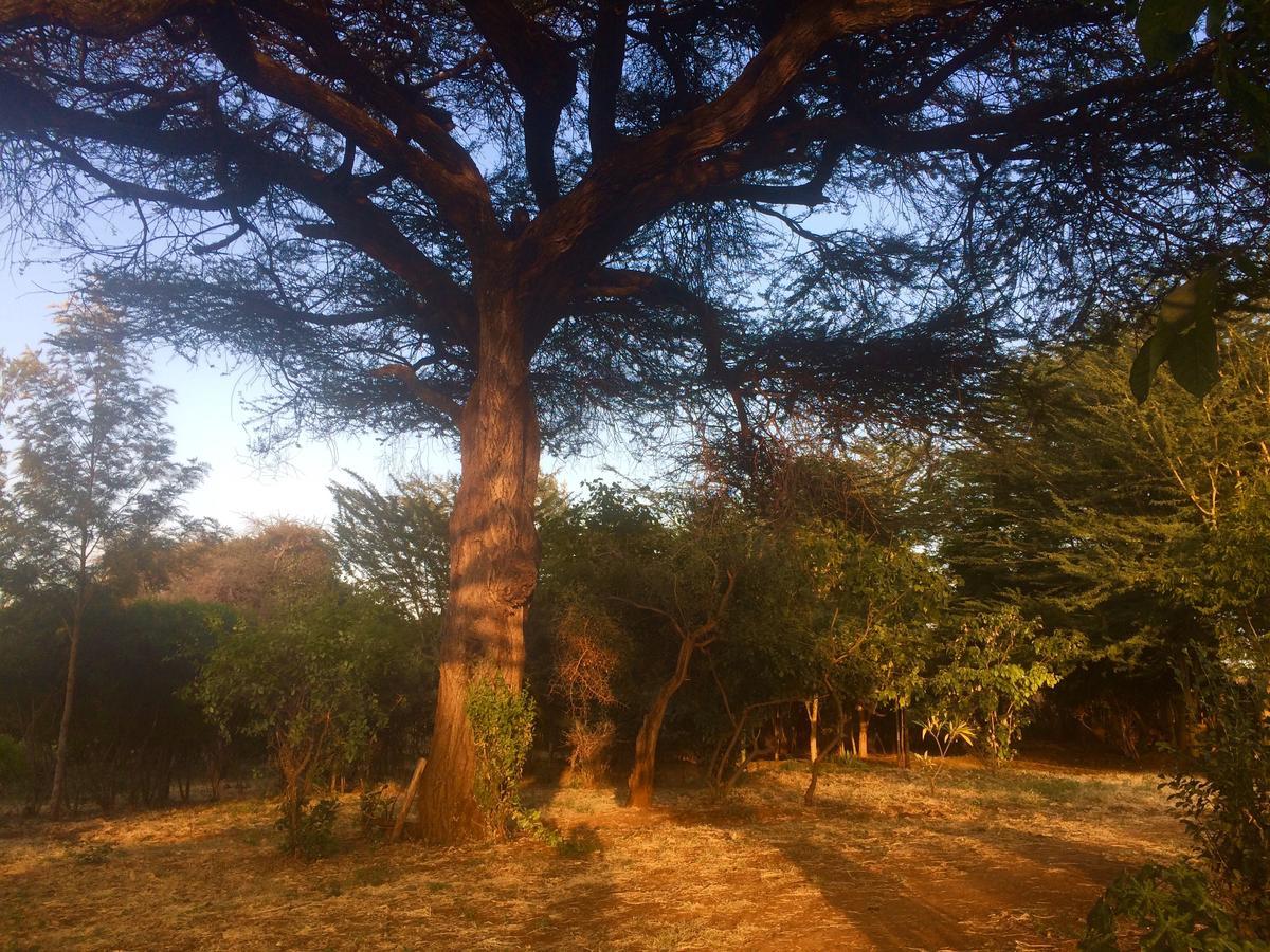 Amboseli Eco Camp Villa Eksteriør billede